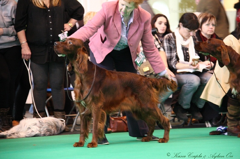 Crufts2011 188.jpg